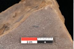Foto (Detailsansicht) von Quercus palaeoilex Ettingshausen (NHMW-GEO-2024-0188-0779)